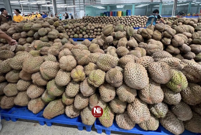 MINDANAO DURIAN