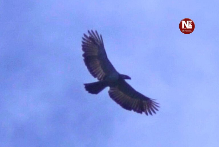 Philippine Eagle Returns to Mt. Sinaka: A Win for Conservation in Cotabato