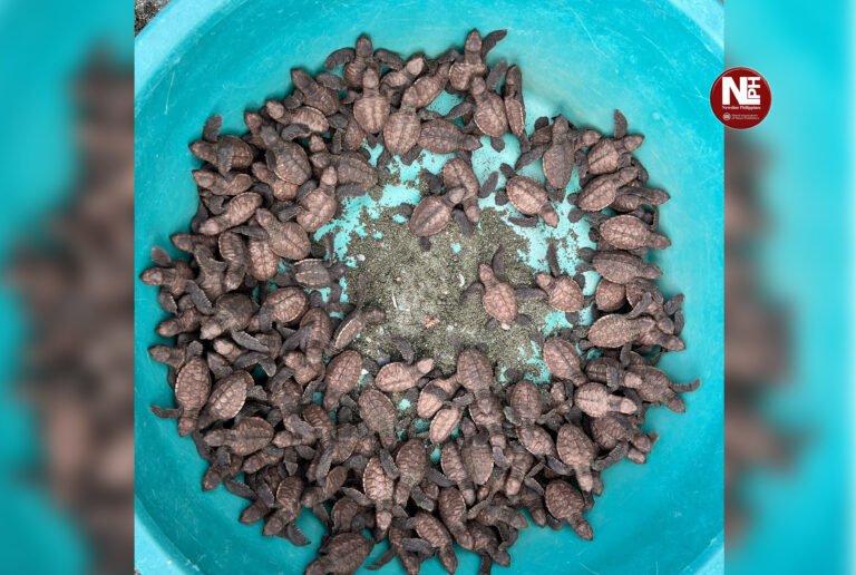Residents help 187 hawksbill hatchlings return to the sea in Zamboanga del Norte