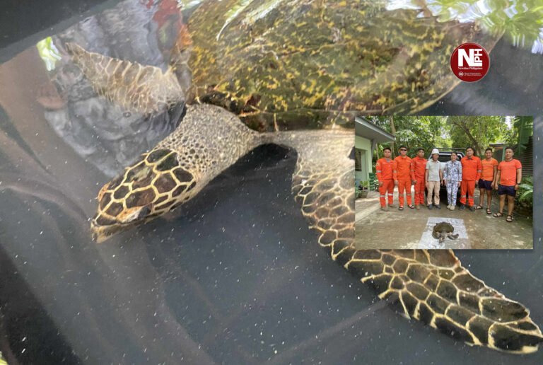 Saved from the Shore: Endangered Hawksbill Turtle gets a second chance in Davao