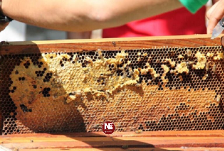 Davao City passes honeybee ordinance; tighter policing to ensure safe, sustainable beekeeping