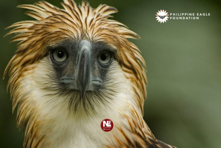 Decoding the mothers of the Philippine Eagle — and why it could save the species