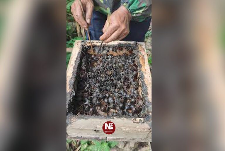 How Filipino scientists built a quick test to spot fake stingless bee honey