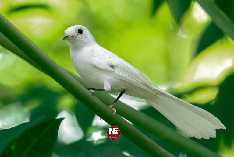 Rare Leucistic Philippine Fantail spotted in Zamboanga Protected Area