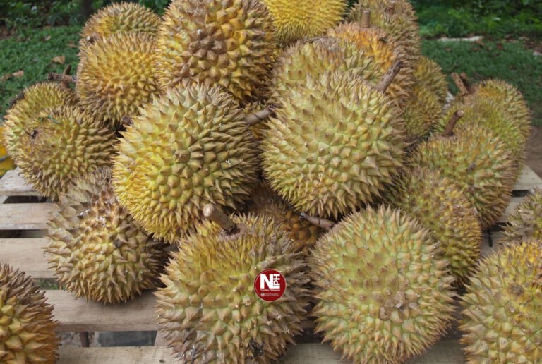 DA fast-tracks farm certification to boost Davao durian exports, raise growers’ incomes