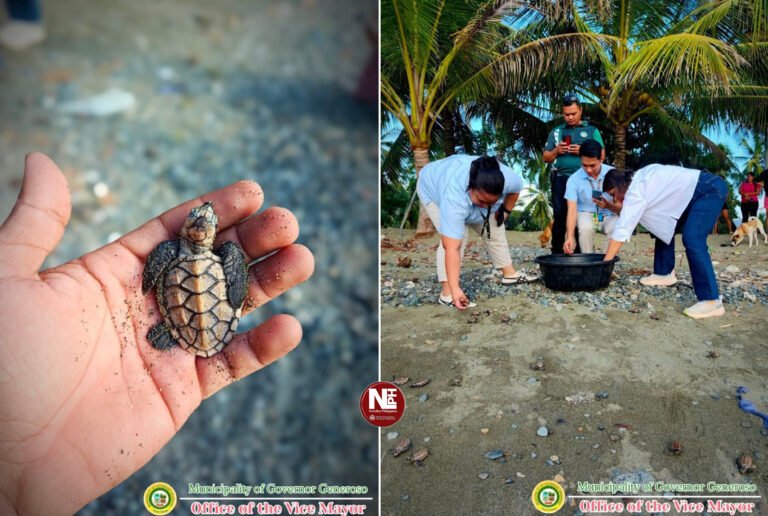 Sea Turtle Release Highlights Reef Health, Climate Resilience, and Biodiversity Protection in Governor Generoso