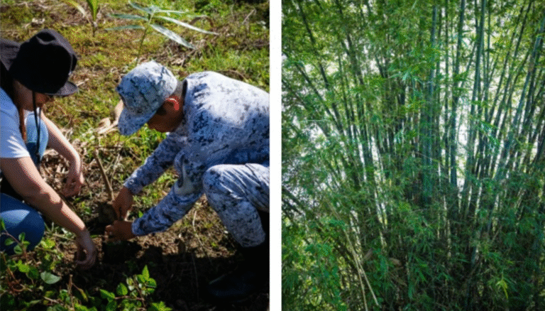 From Farms to Flood Barriers: CCC Pushes Bamboo as Climate Shield for Mindanao Communities