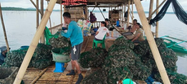 Zamboanga Sibugay eyes Guinness glory with 1.3-km Talaba shell spectacle