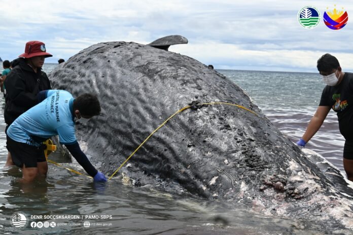 WHALE