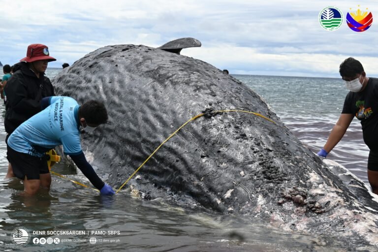 40-Foot Sperm Whale Buried in Sarangani Bay, Spurs Call for Stronger Marine Monitoring