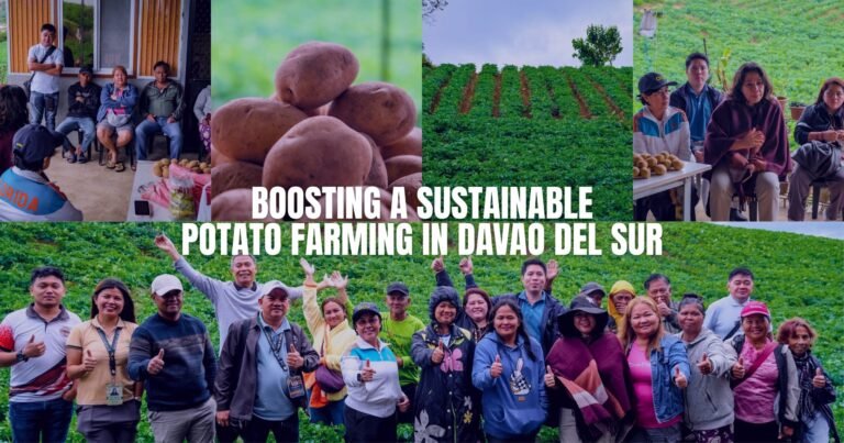 Sustainable potato push in DavSur seen to lift upland incomes, protect watershed
