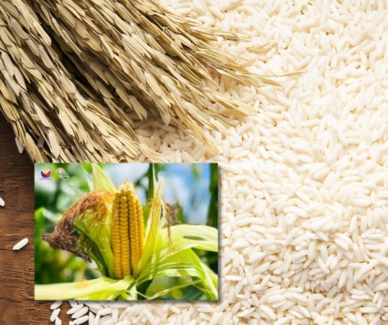 Rice, corn output seen falling in Q1, raising food security concerns