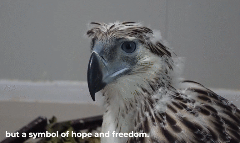 ‘Bayani’ Takes Flight: New Philippine Eagle Chick Signals Hope for Species Recovery