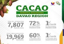 Davao Region Remains PH Cacao Powerhouse, but Farmers Face Growing Gaps