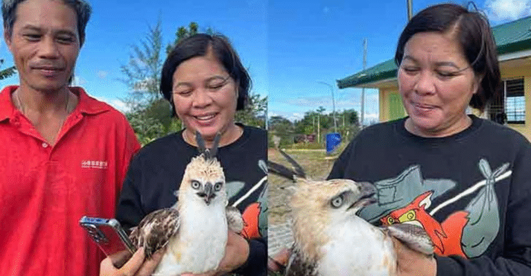 When the Forest Crosses the Fence: Rescued ‘Lawin’ Exposes Gaps in Wildlife Protection