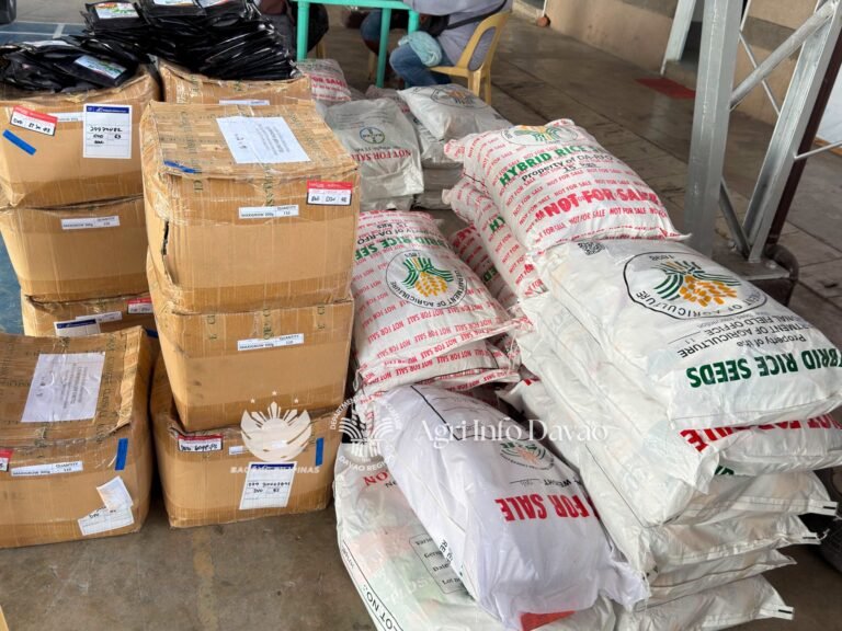 DA pours rice aid into Davao farms ahead of planting season