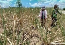 BARMM Declares State of Calamity Amid Oil Crisis, El Niño Threat