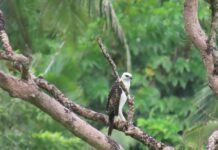 Rare hawk-eagle fledgling in Leyte sparks push to protect forests beyond park borders