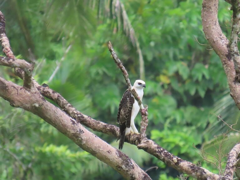 Rare hawk-eagle fledgling in Leyte sparks push to protect forests beyond park borders
