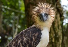 Guarding the eagle, holding the line: PEF ties conservation to climate justice