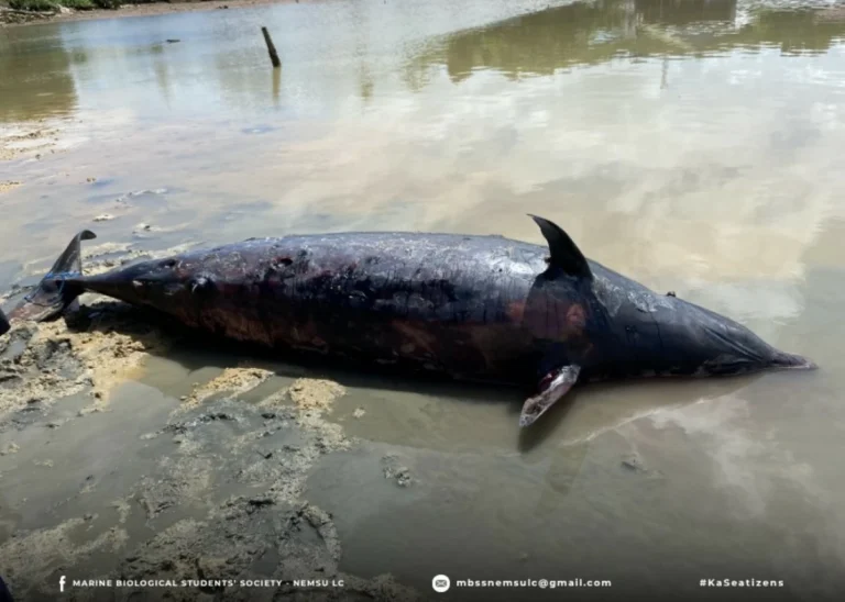 Rare whale deaths in Lianga spotlight hidden threats beneath Mindanao seas