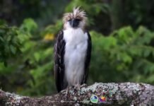 Saving the Philippine Eagle now depends on public action, PEF says