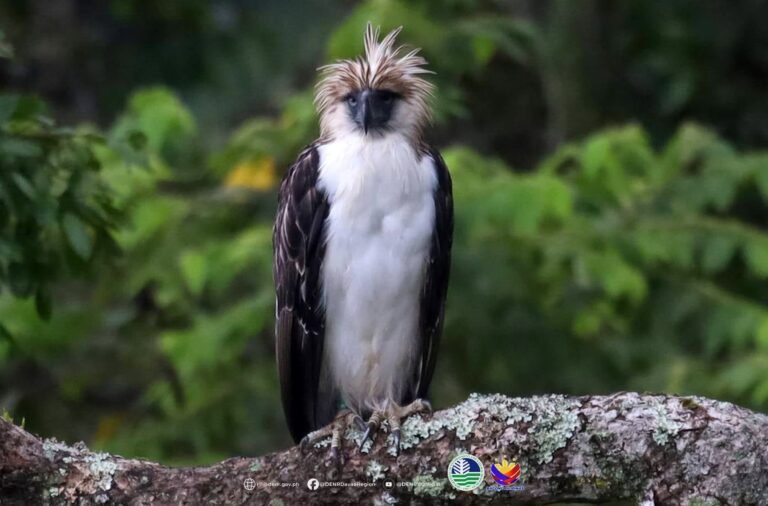Saving the Philippine Eagle now depends on public action, PEF says