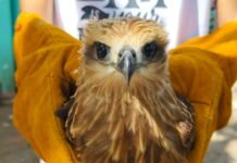 Rescued raptor, monkey highlight growing wildlife awareness in Zambo Norte