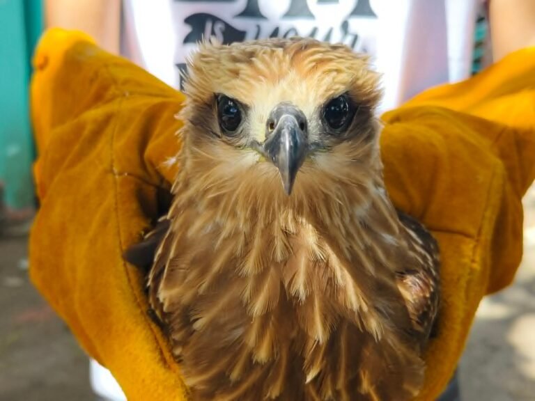 Rescued raptor, monkey highlight growing wildlife awareness in Zambo Norte