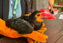 Soldier Rescues Vulnerable Hornbill, Gives Endangered Forest Guardian a Second Chance