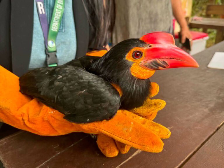 Soldier Rescues Vulnerable Hornbill, Gives Endangered Forest Guardian a Second Chance