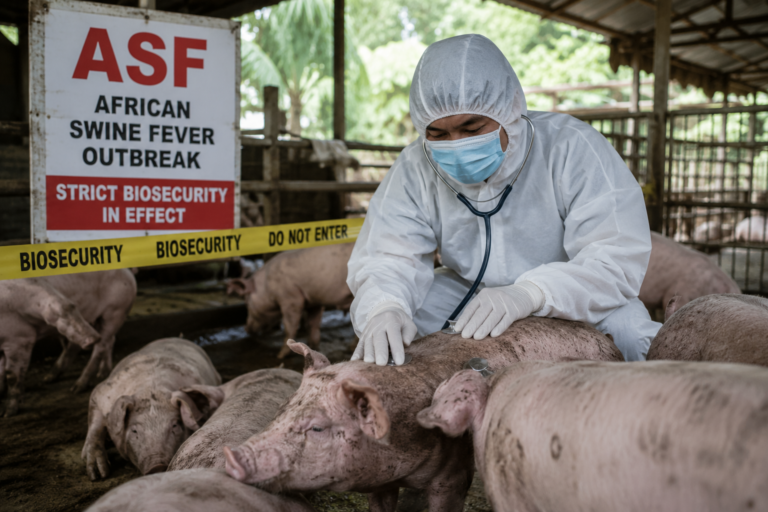 ASF outbreak puts Lamitan hog raisers on the edge