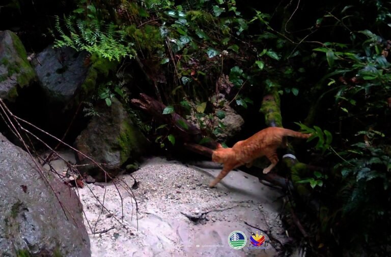 Feral Cats Lurk as New Threat to Mt. Apo Wildlife