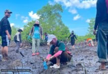 3,000 mangroves planted in Tawi-Tawi as communities fight coastal threats