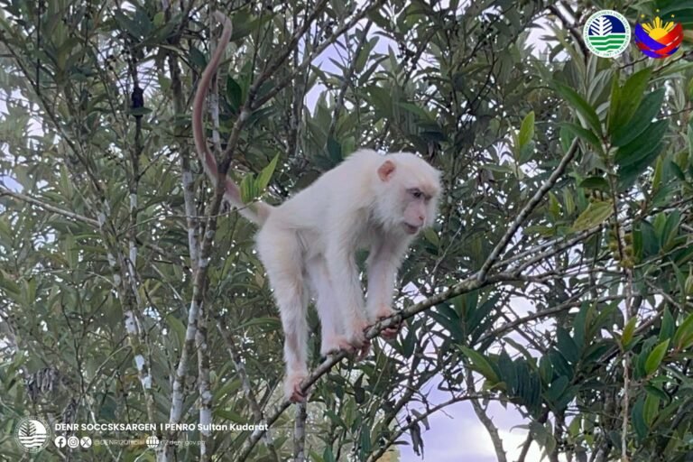 Hidden Forest Treasure: Rare White Monkey Found in Sultan Kudarat