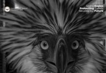 A Short Flight to Hope: Rescued Philippine Eagle Dies