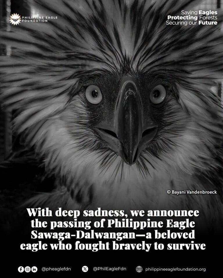 A Short Flight to Hope: Rescued Philippine Eagle Dies