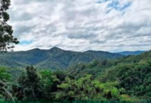 DENR eyes ₱38T forest investments, but sustainability will be the real test