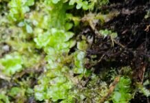 A tiny plant, a century-long mystery: Rare liverwort resurfaces in Davao del Sur