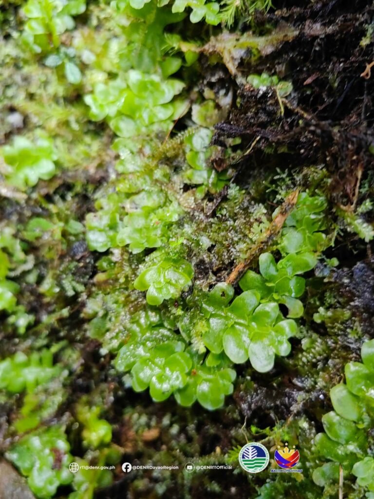 A tiny plant, a century-long mystery: Rare liverwort resurfaces in Davao del Sur