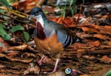 A rare heartbeat in the forest: Why Mount Hamiguitan’s bleeding-heart sighting matters
