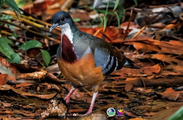 A rare heartbeat in the forest: Why Mount Hamiguitan’s bleeding-heart sighting matters