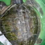 Wounded Olive Ridley returns to sea after rescue in Zamboanga del Norte