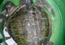 Wounded Olive Ridley returns to sea after rescue in Zamboanga del Norte