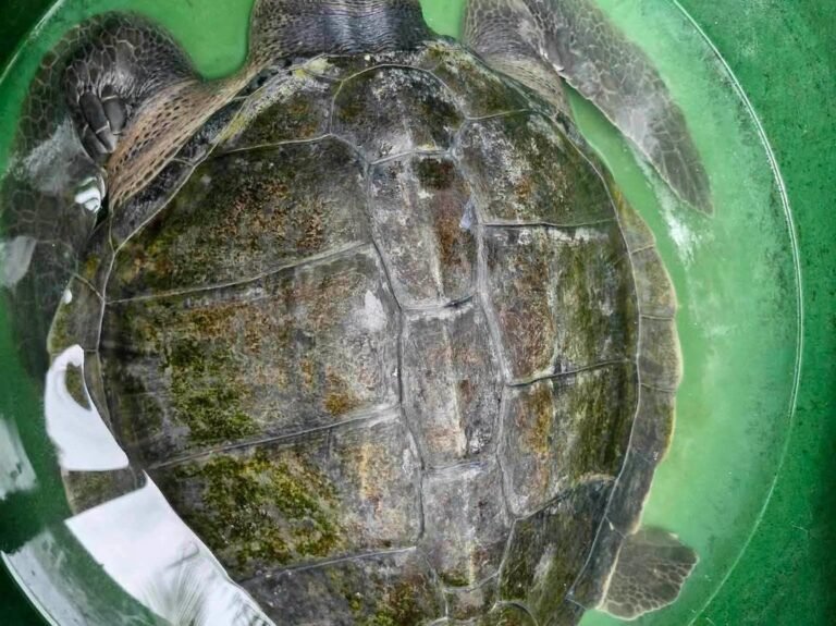 Wounded Olive Ridley returns to sea after rescue in Zamboanga del Norte