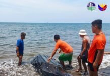 16-foot whale shark found dead along Misamis Oriental coast