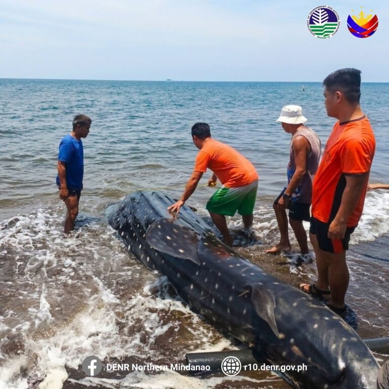 16-foot whale shark found dead along Misamis Oriental coast