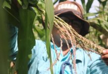 PCC, DA-CAR Hold Dialogue to Strengthen Fair Competition in Highland Vegetable Supply Chain