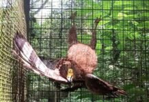 Rescued eagle highlights need to protect Zamboanga’s remaining wildlife