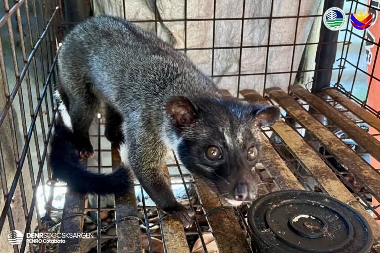 12 rescued wild animals turned over as DENR urges public action on wildlife